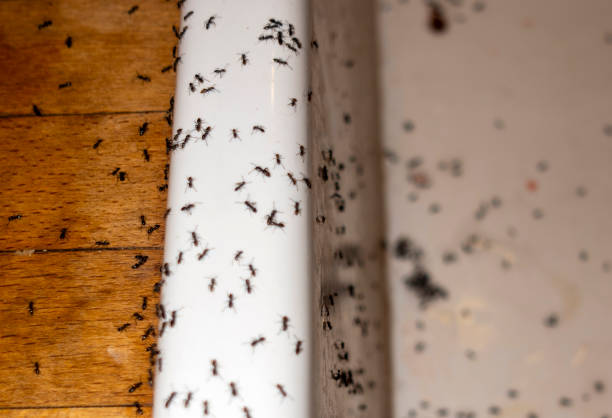 Best Emergency Pest Control  in Wayne, IL