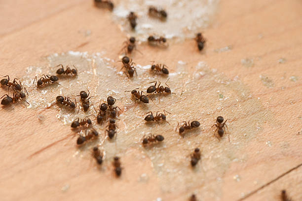 Best Cockroach Control Services  in Wayne, IL
